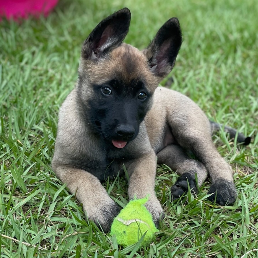 Shadow at 8 weeks old!