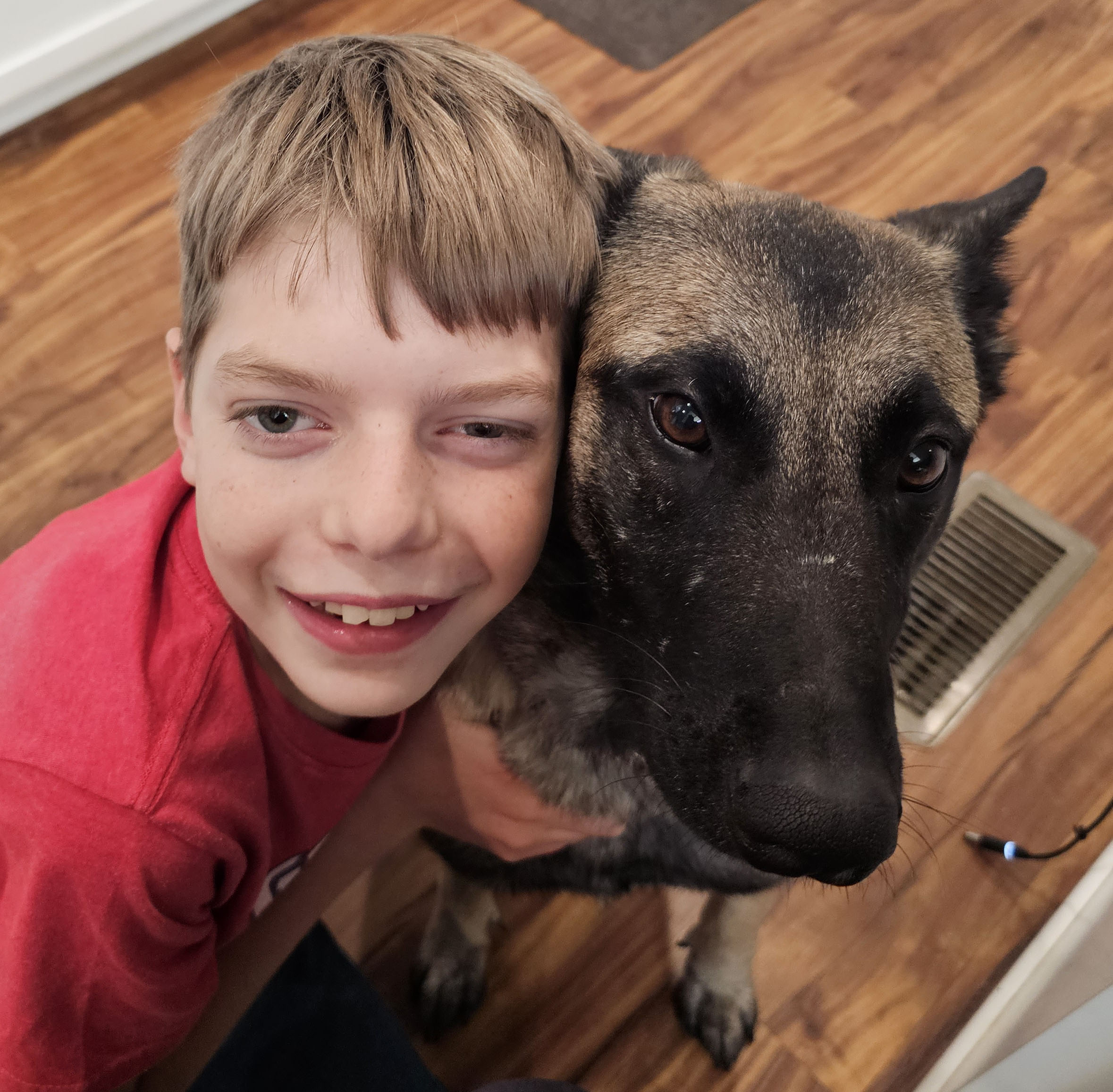 Is a Belgian Malinois a good fit for your family?