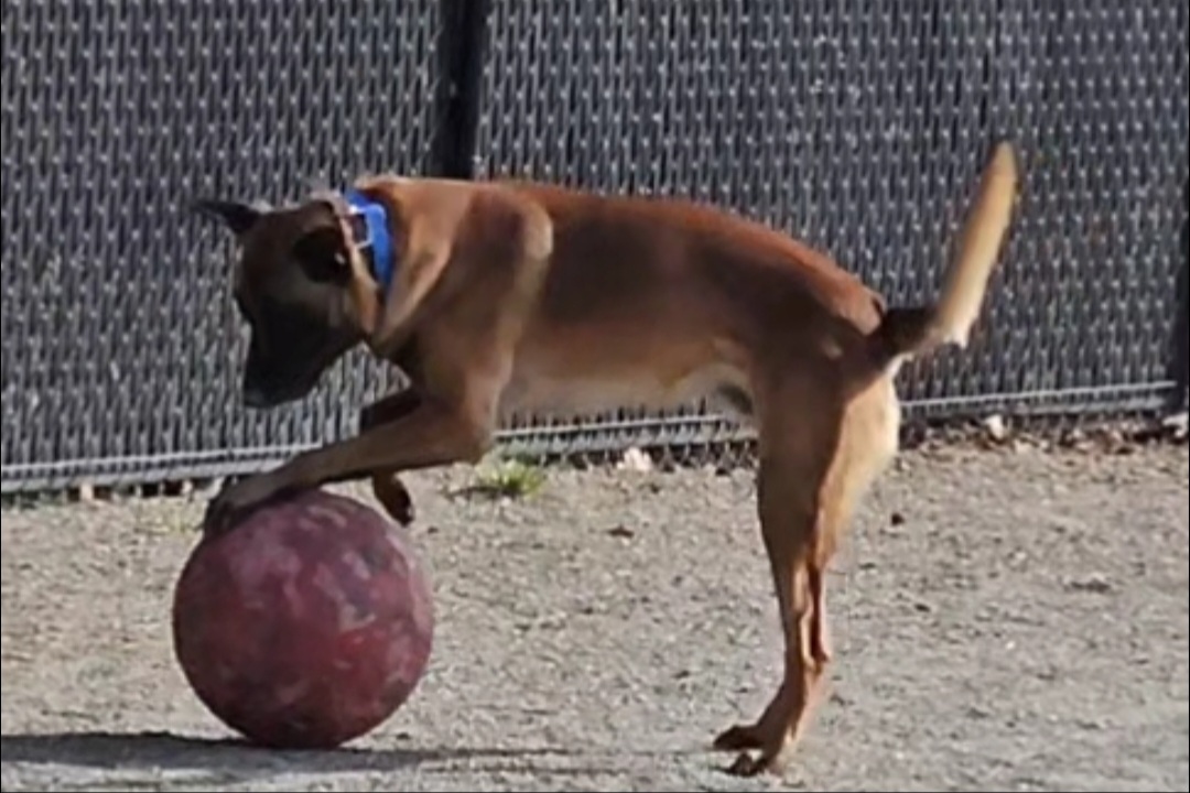 Zeke dribbling his ball!